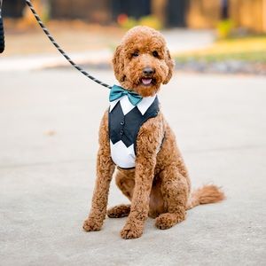 Dog Tuxedo Harness